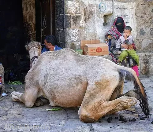 ادرار شتر